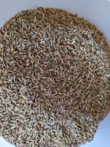 Aromatic European Fennel Seeds