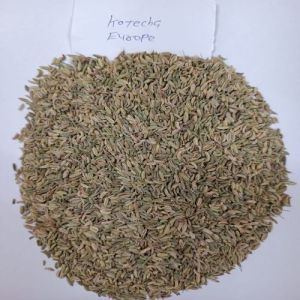 Aromatic European Fennel Seeds