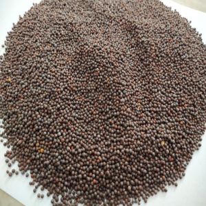Brown Mustard Seeds