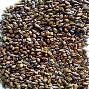 Cassia Tora Seeds
