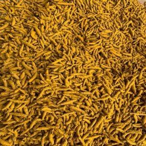 Dried Turmeric Fingers