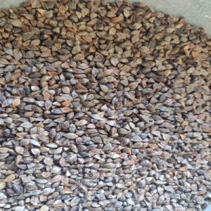Natural Buckwheat Whole Seeds