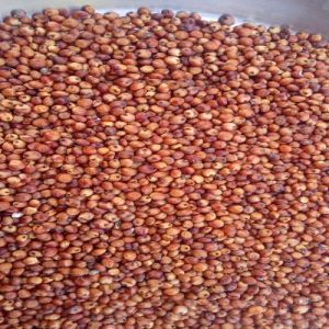 Red Sorghum Seeds