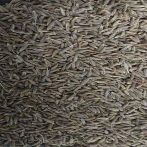 Strong Aroma Cumin Seeds
