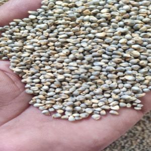Whole Green Millet Seeds