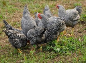 Black Saso Breed Chicks