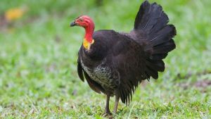 Black Turkey Poultry Chicks