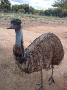 Emu Farming Bird