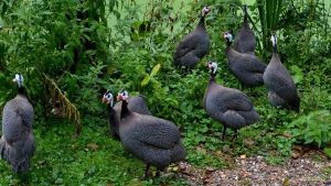 Guinea Fowl Chicks