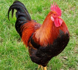 Multicolor Vanaraja Month Old Chicks