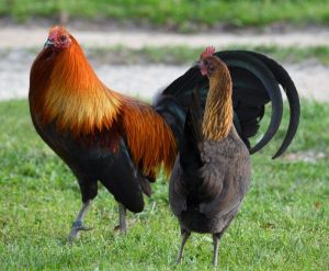 Sindhu Assel Breed Chicks