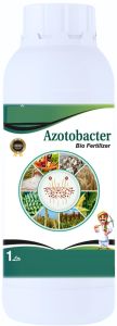 Azotobacter Biofertilizer