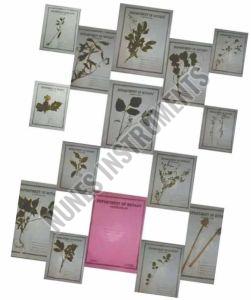 Botany Herbarium Sheet