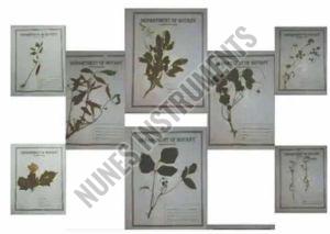 Botany Herbarium Sheet