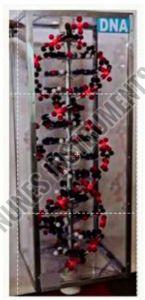 DNA Structure Model