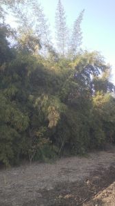 Asian Lemon Bamboo Plants