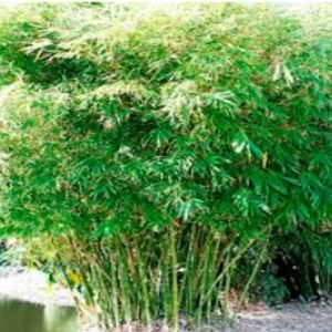 Balcooa Bamboo Plants