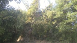 Buddha Belly Bamboo Plants