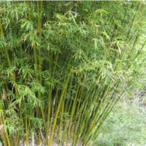 Chinese Dwarf Bamboo Plants