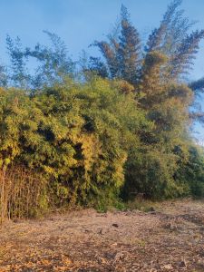 Natural Sandalwood Plants