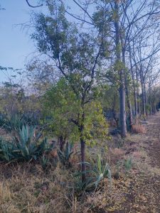 Red Sandalwood Plants