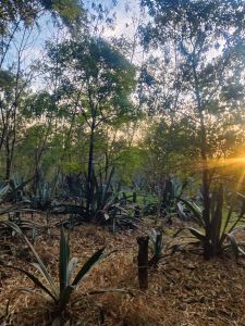 Natural Sandalwood Plants