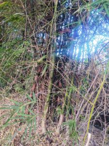 Red Sandalwood Plants