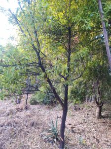 Tissue Culture Sandalwood Plants