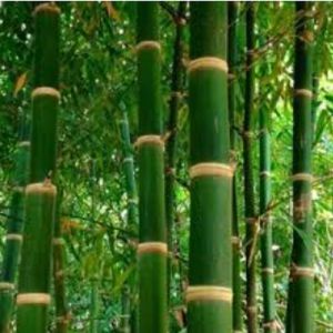 Tissue Culture Bamboo Plants