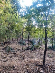 Tissue Culture Sandalwood Plants