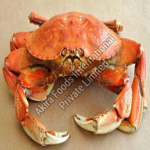 High Quality Frozen Crab