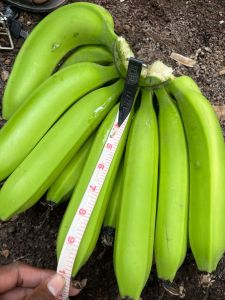 Cavendish G9 Banana