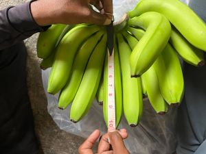 Cavendish G9 Banana
