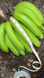 Cavendish G9 Banana