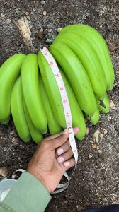 Cavendish G9 Banana