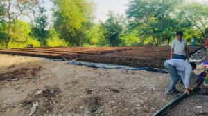 Vermicompost Powder