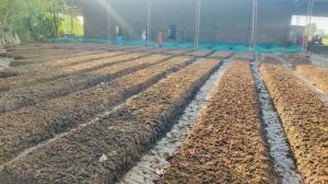 Vermicompost Powder