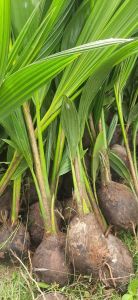 Dxt Hybrid Coconut Plant