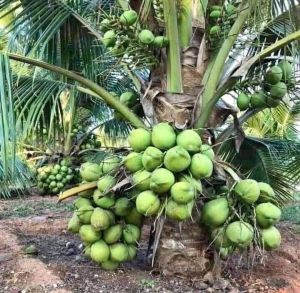 Dxt Hybrid Coconut Plant