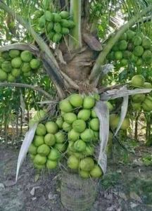 Dxt Hybrid Coconut Plant