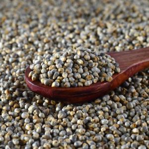 Pearl Millet Seeds