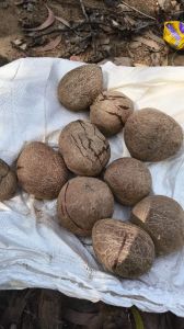 Dried Copra Coconut