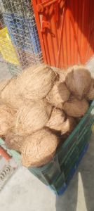 Semi Husked Coconut