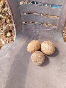 Dried Copra Coconut