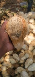 Semi Husked Coconut