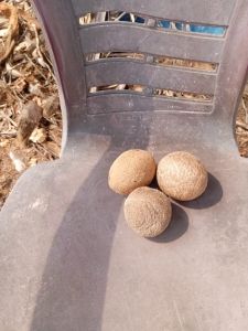 Dried Copra Coconut