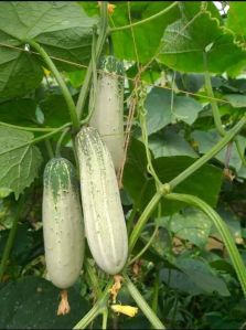 Baisaki Desi Cucumber Seeds