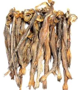 Dried Bombay Duck Fish