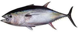 Fresh Tuna Fish