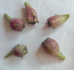 Pickley Pear Fruit